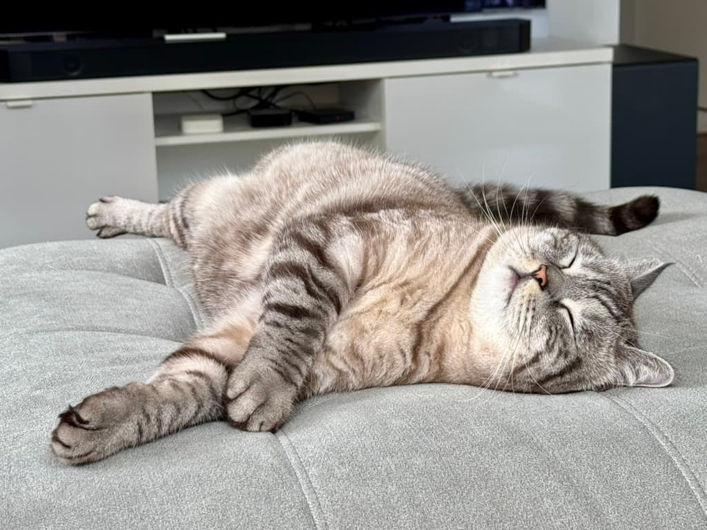Lazy Sundays.