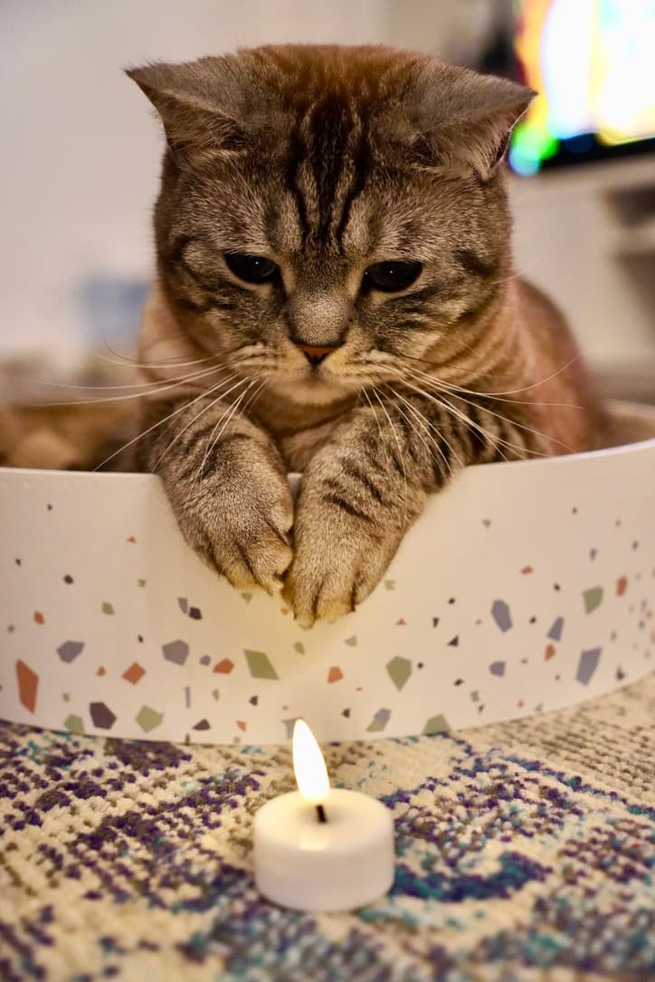 If I fits, I sits.