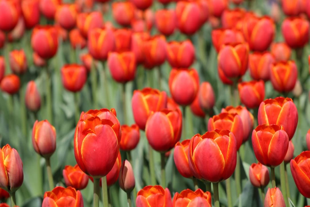 Spring tulips in full bloom.