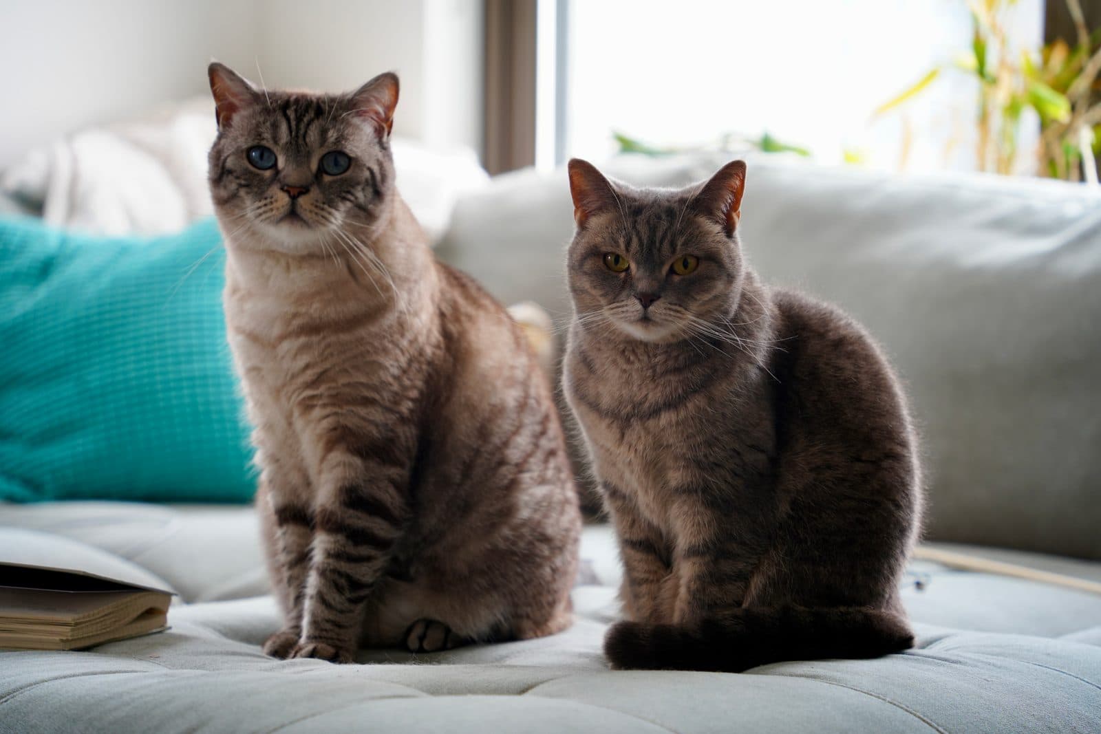 Cozy companions.