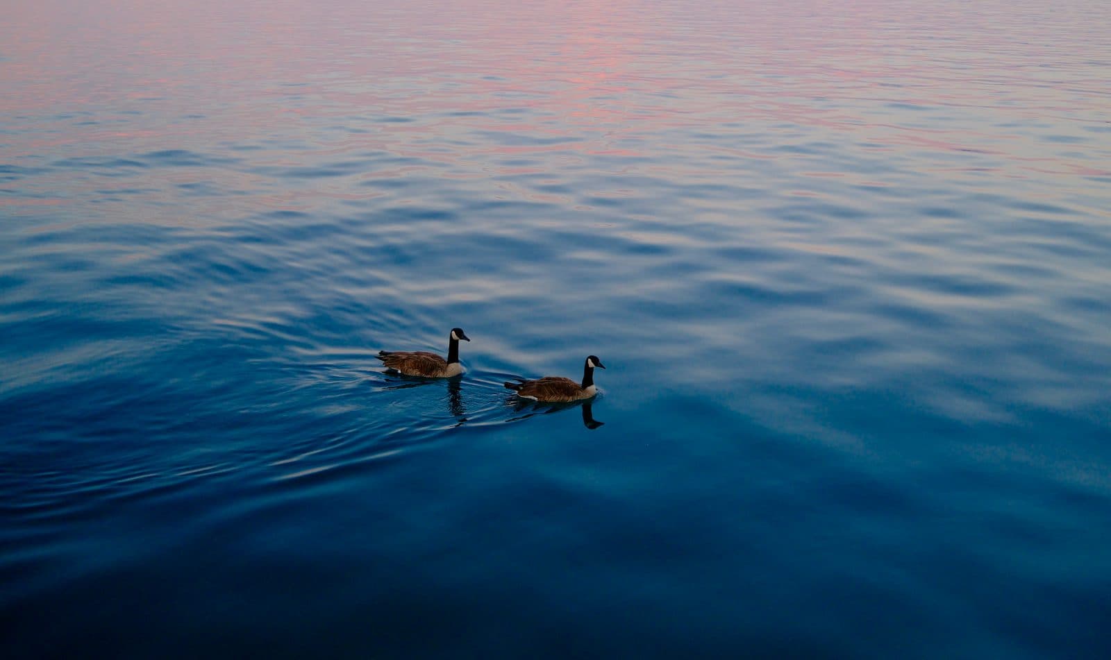 Sunset drifters.