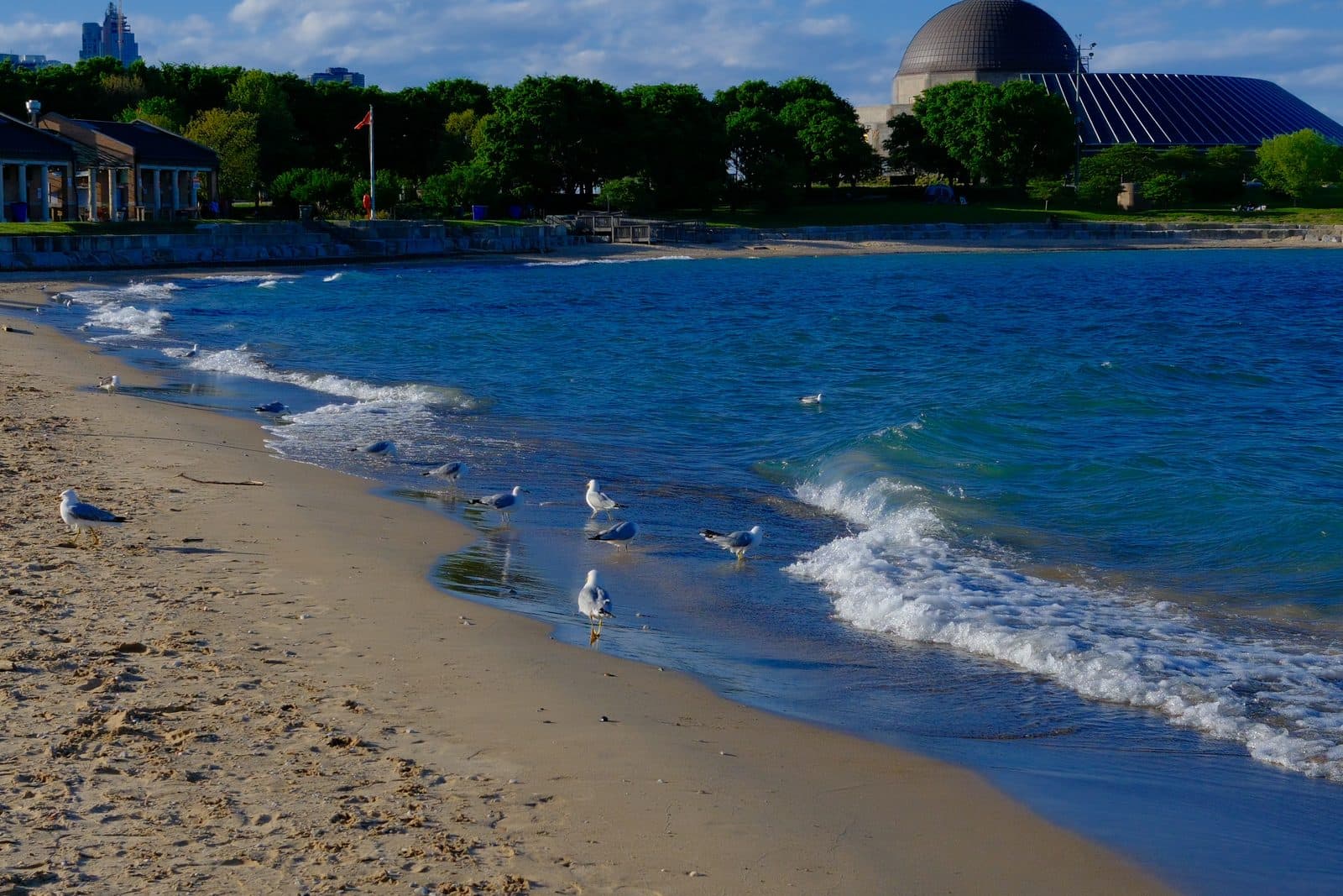 Adler shores.