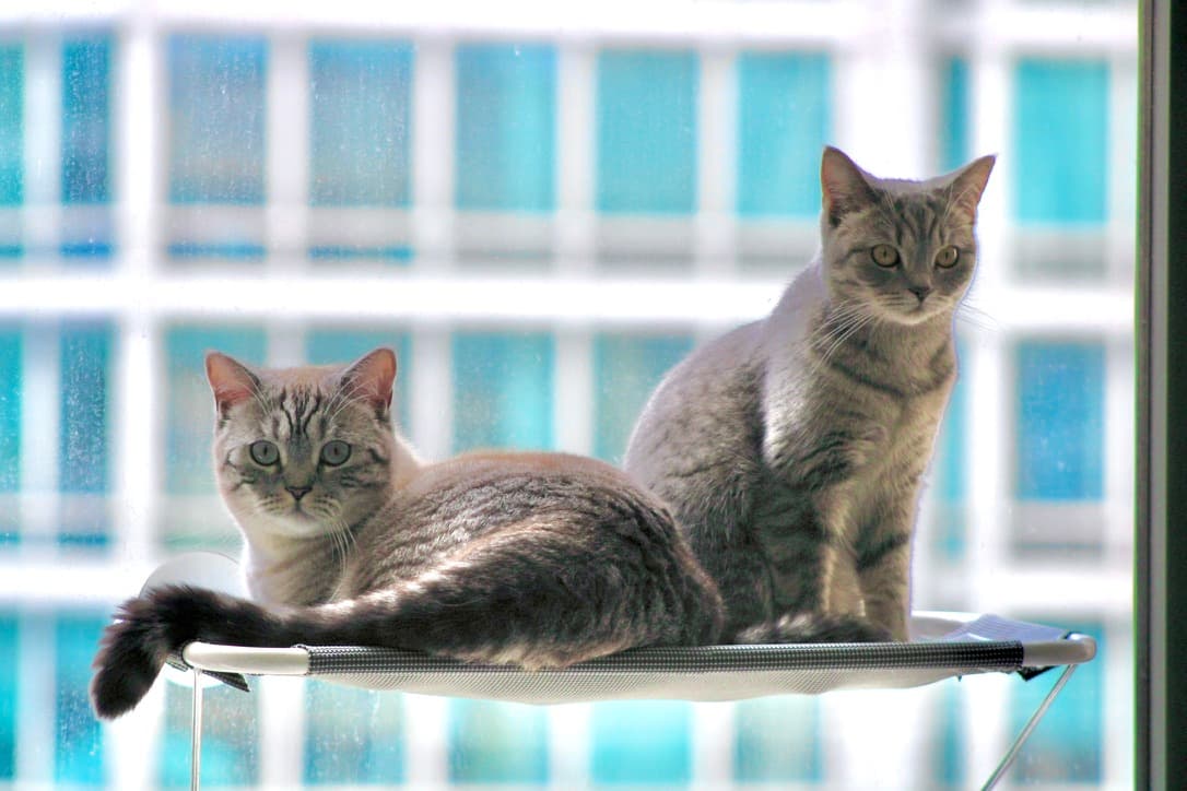 Neighborhood watch.