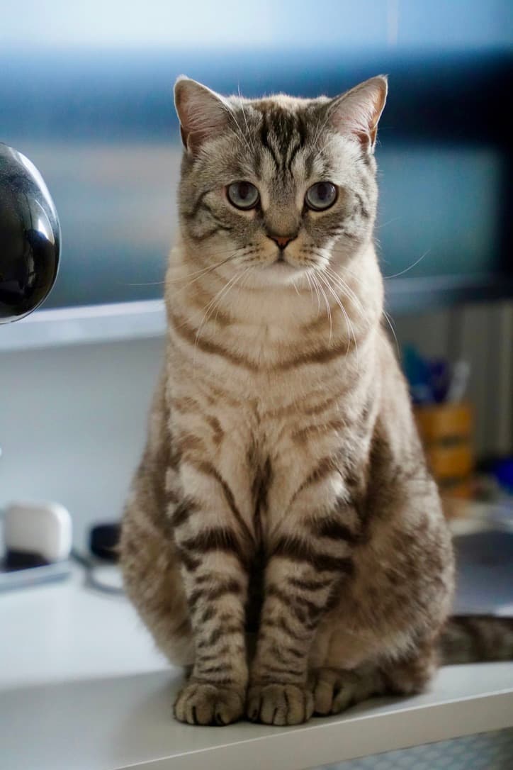 Majestic pose.