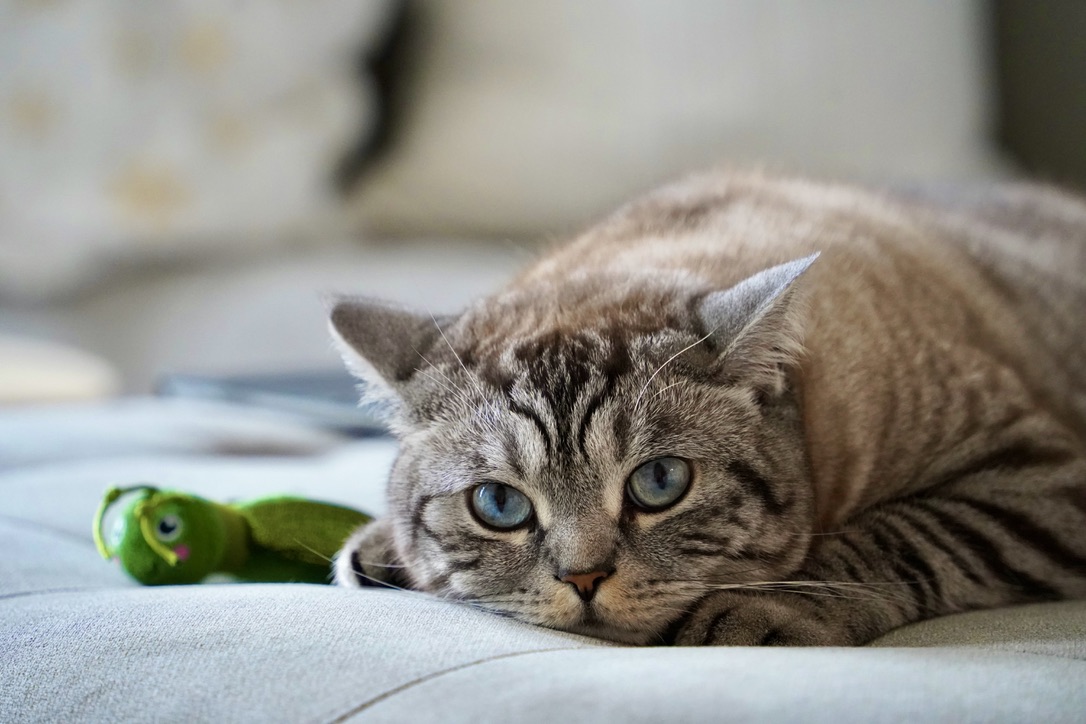 Soft light and whiskers.