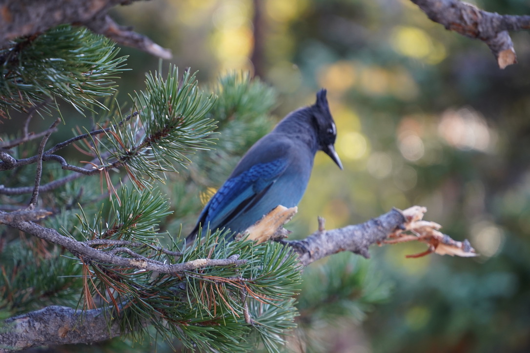 A flash of blue in the wild.