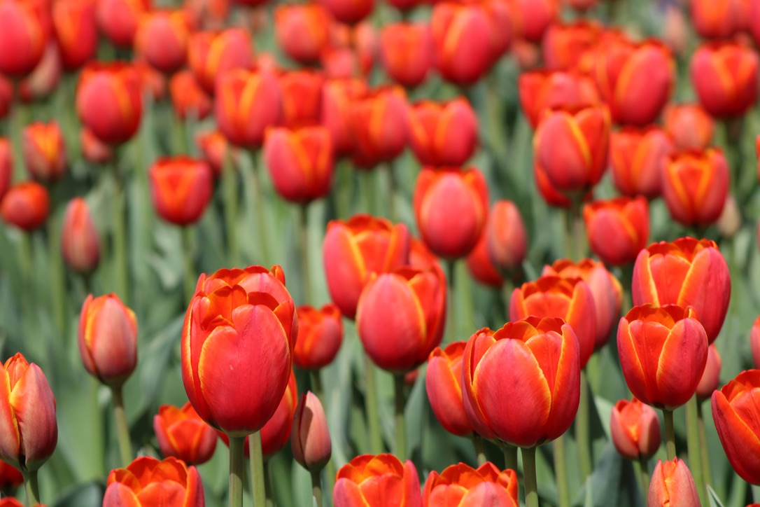 Spring tulips in full bloom.