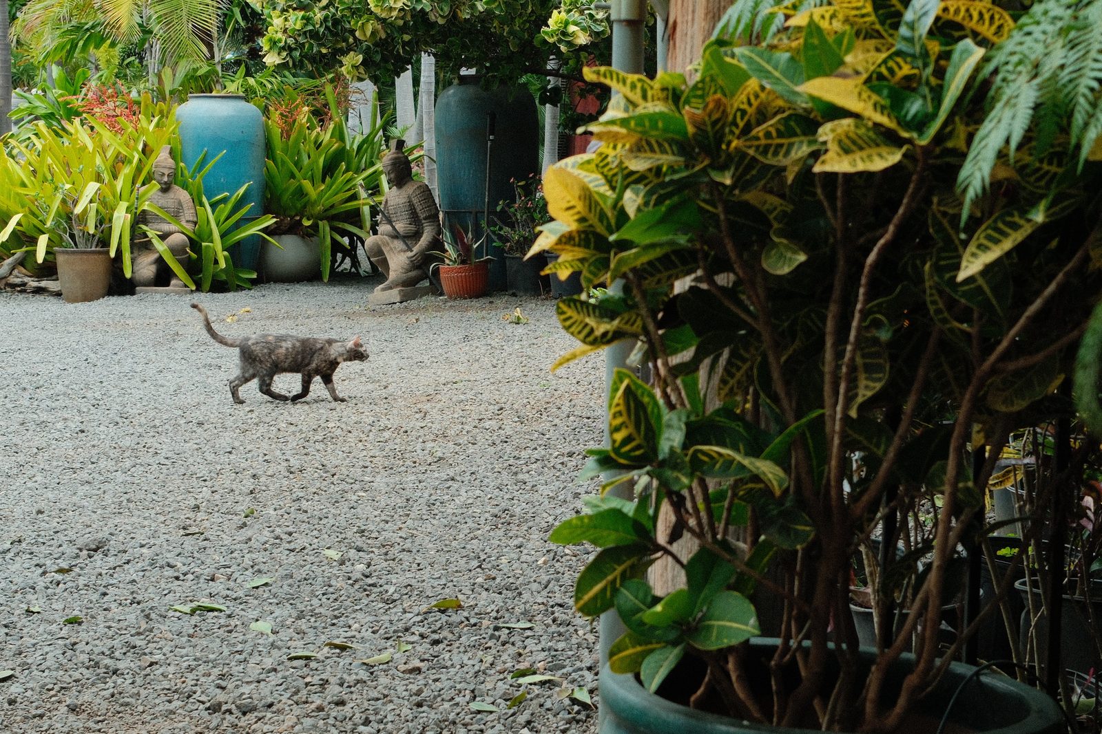 Garden wanderer.
