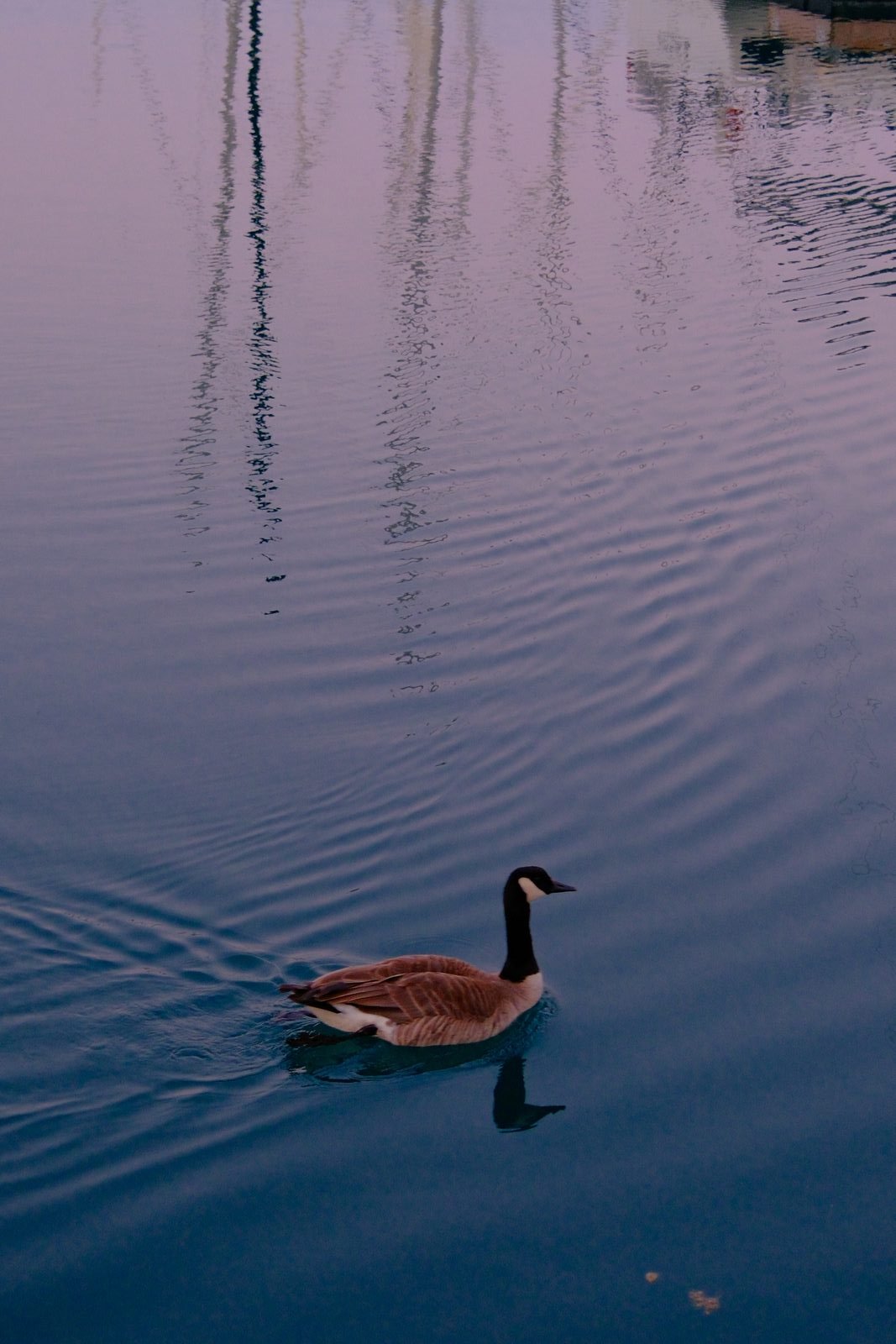 Solitary glide.