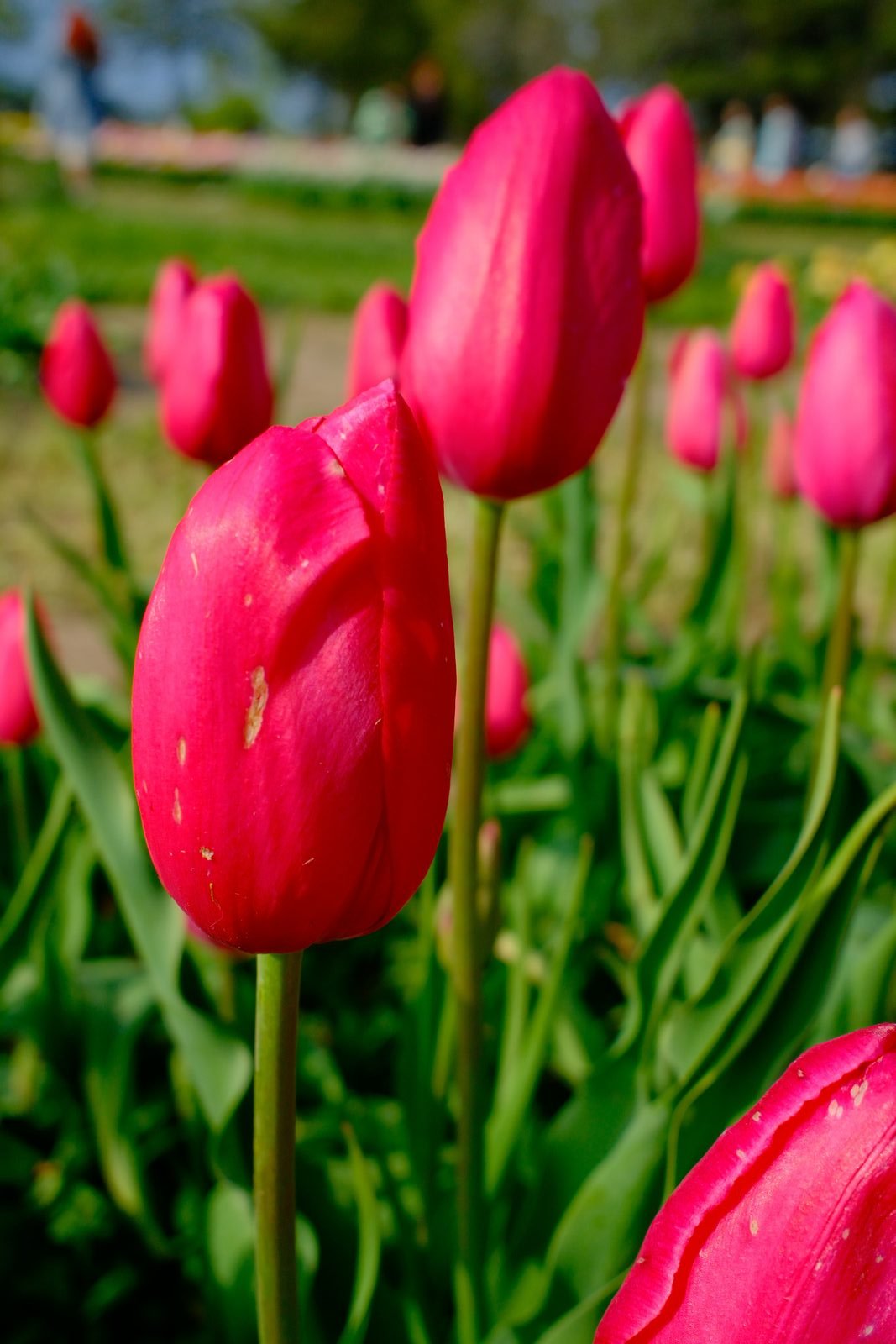 Vibrant blooms.