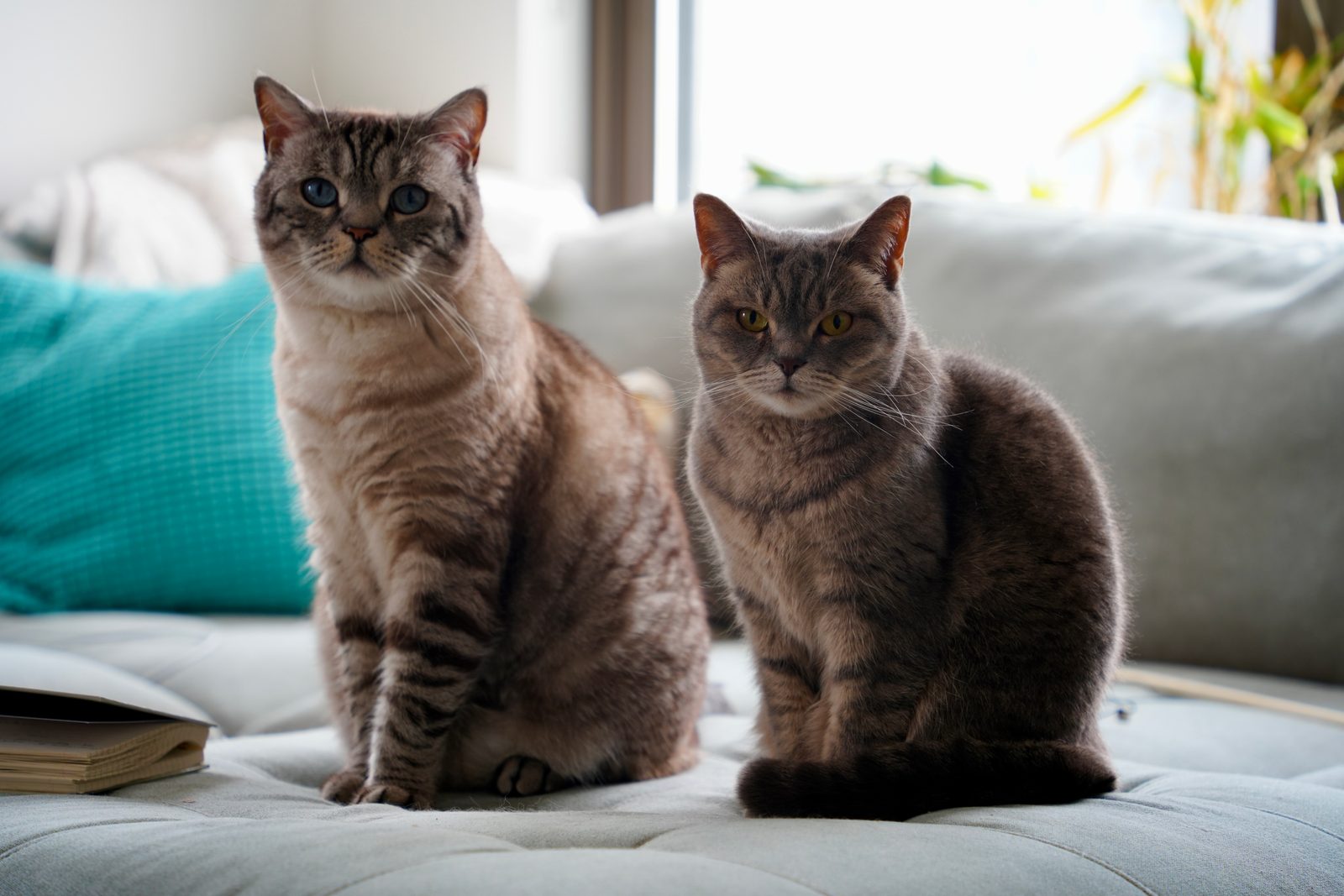 Cozy companions.