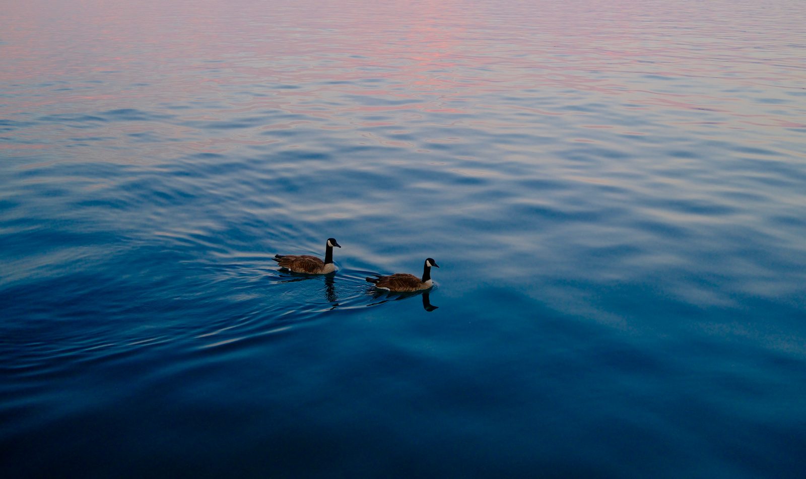 Sunset drifters.