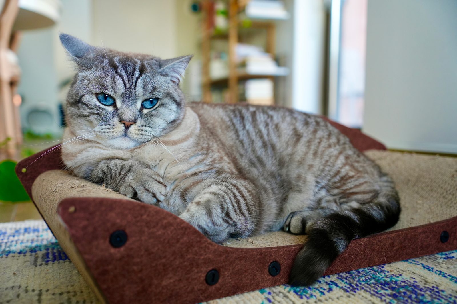 Blue-eyed gaze.