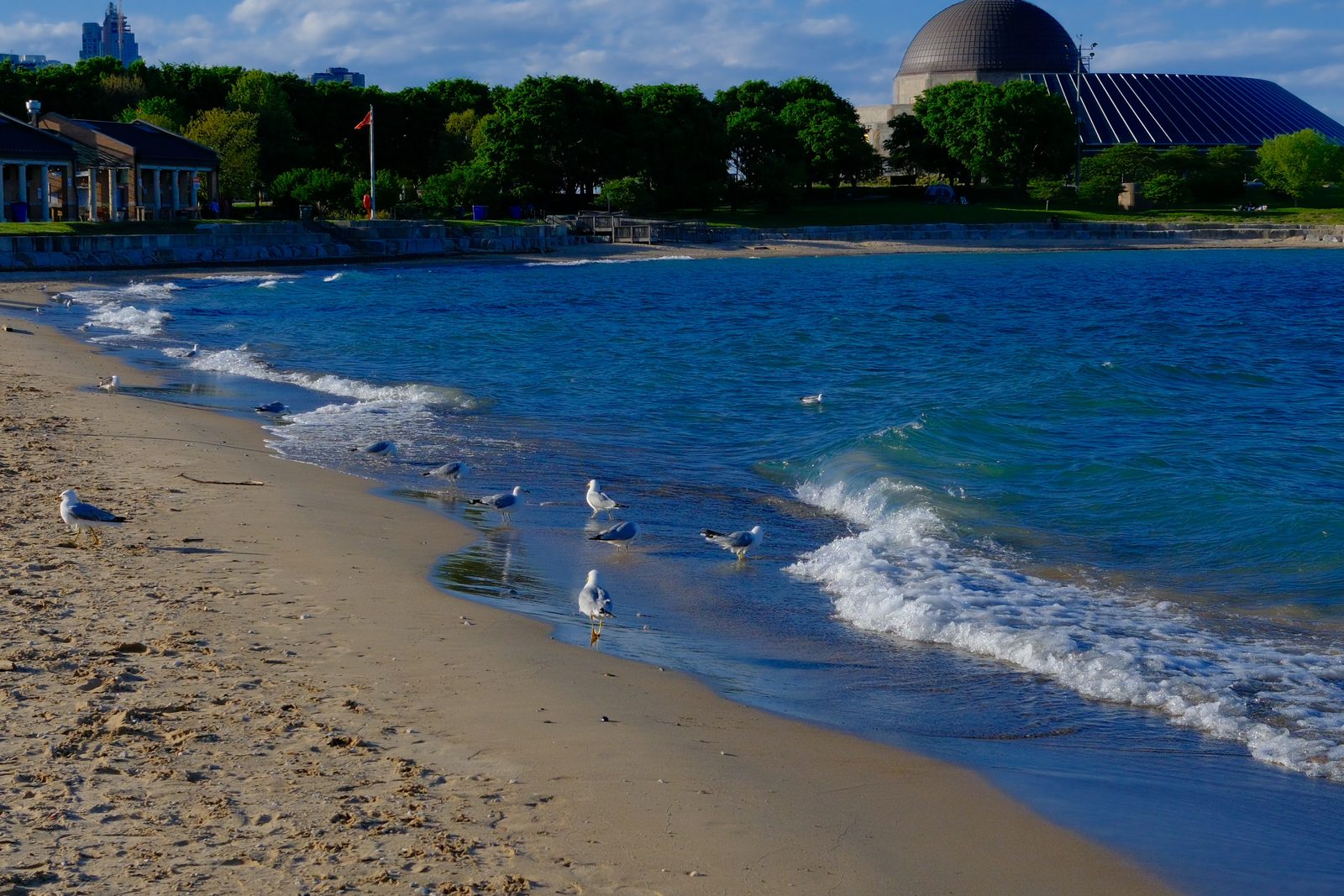 Adler shores.