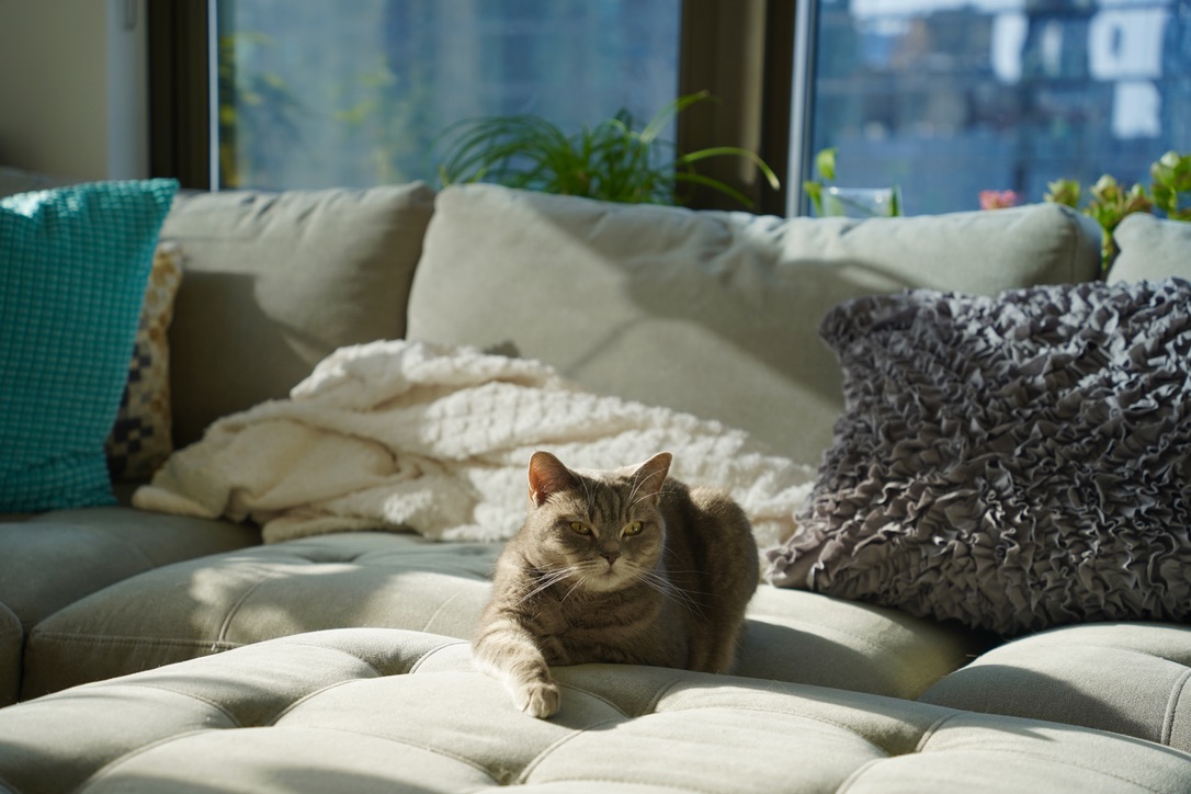Chasing sunbeams.