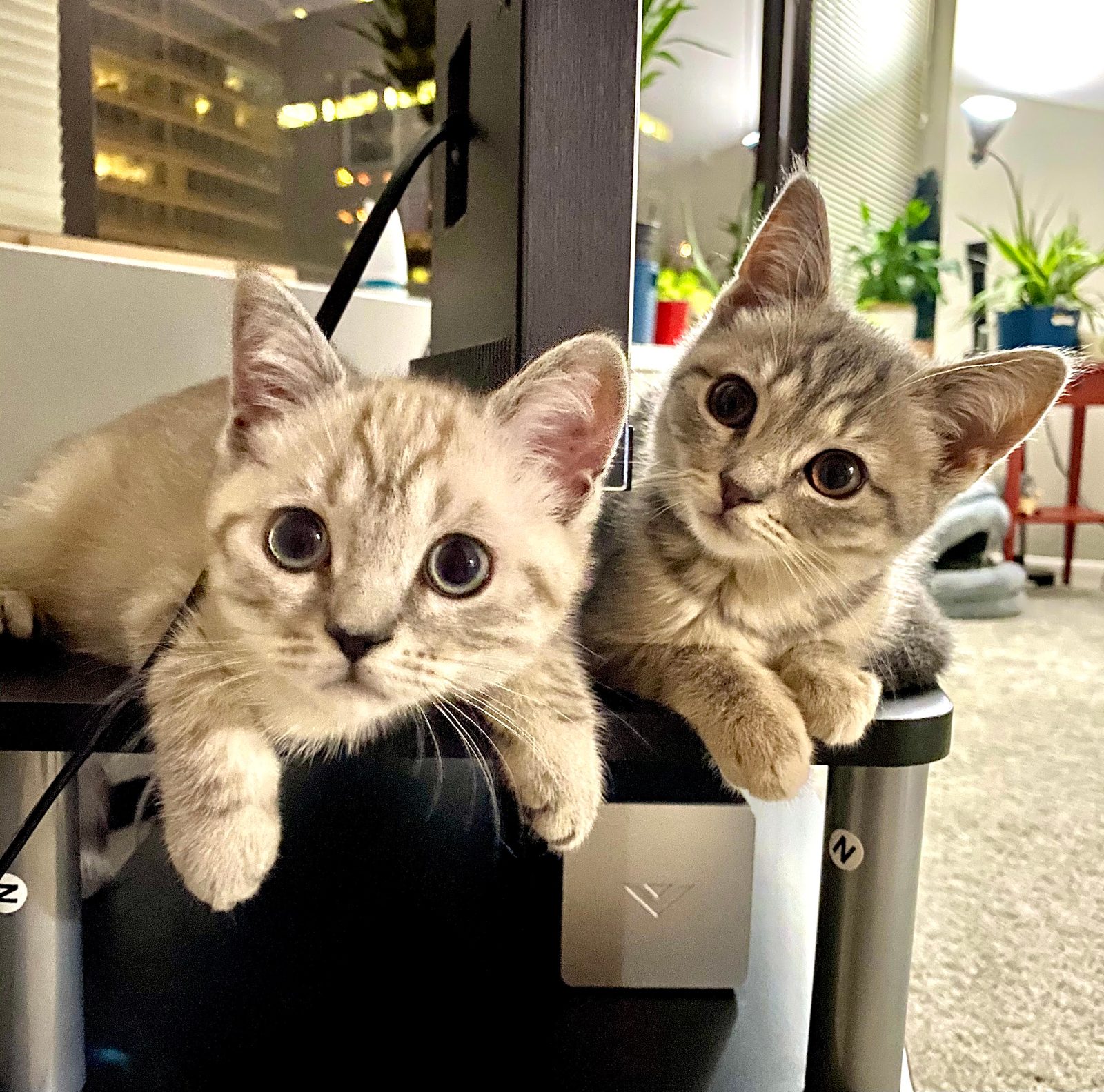 Curious duo.