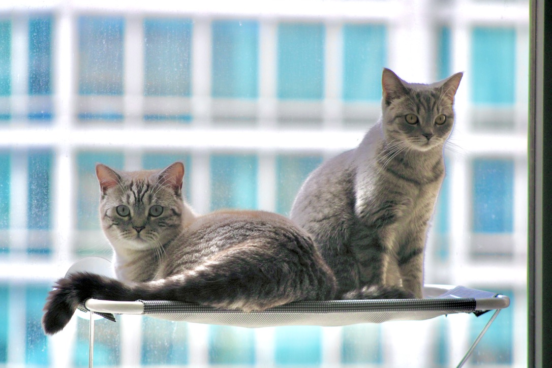 Neighborhood watch.