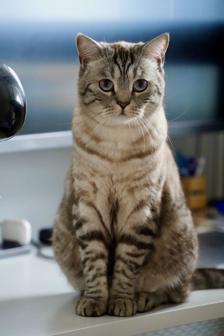 Majestic pose.
