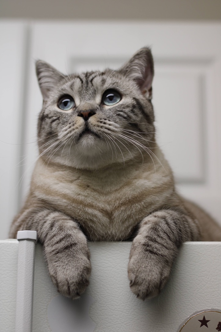 On the throne.